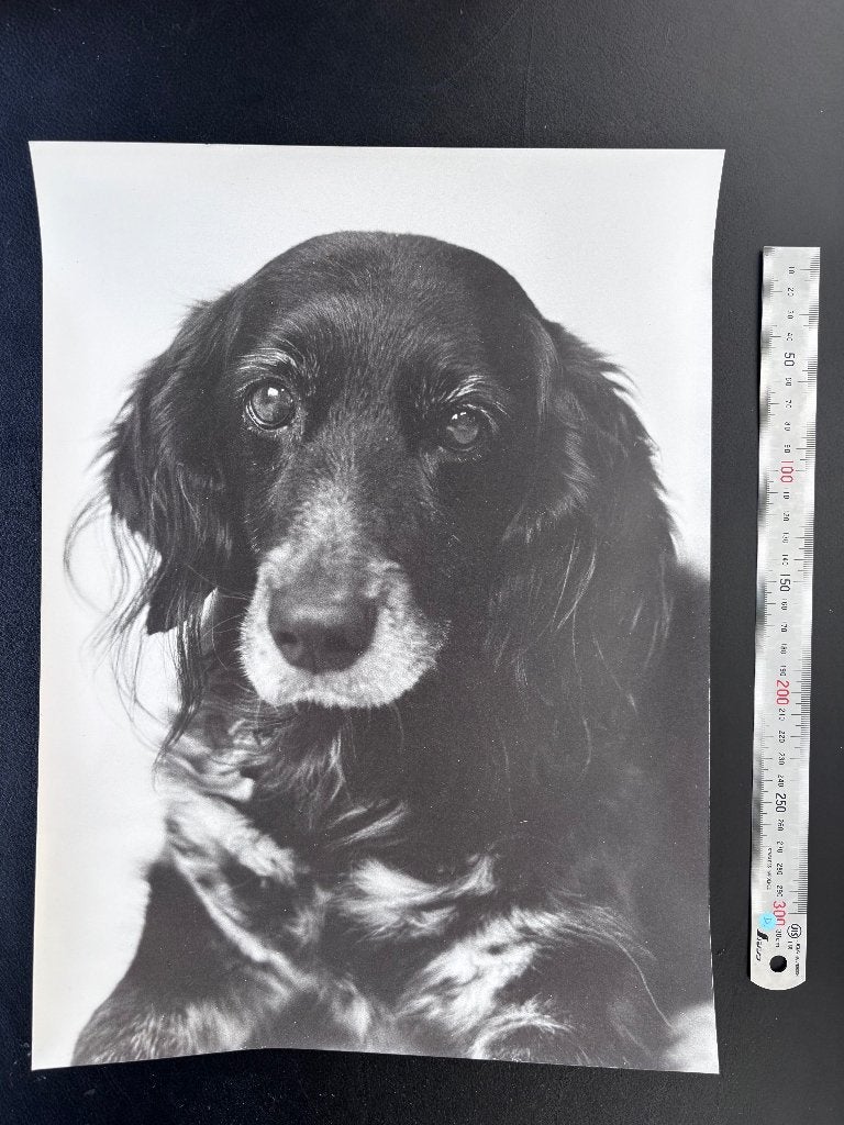 Zwart-wit foto van hond (1984) - 40x30 cm, Ophalen, Gebruikt, 1980 tot heden, Foto