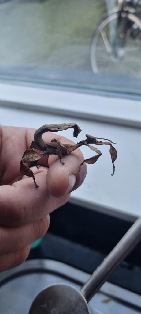 Gratis psg 9, Dieren en Toebehoren, Insecten en Spinnen