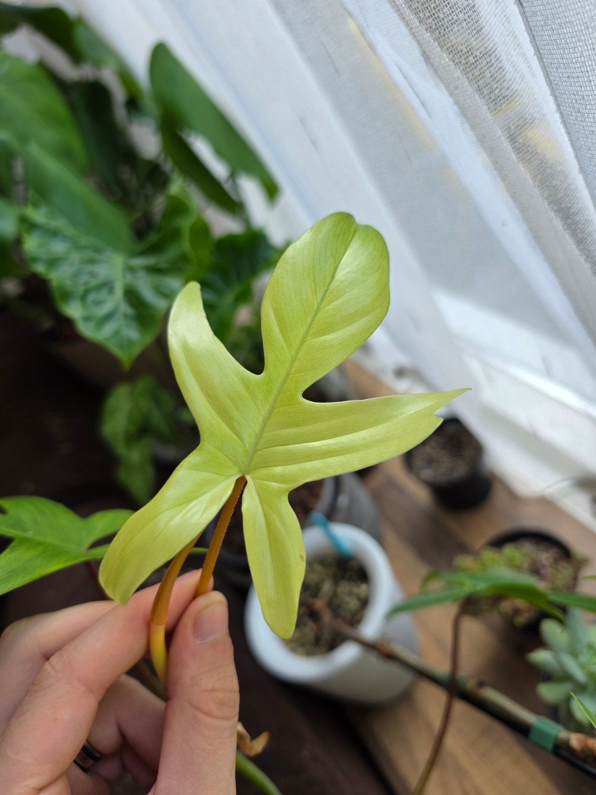 Philodendron Florida Ghost stekken, Ophalen of Verzenden, Halfschaduw, Minder dan 100 cm