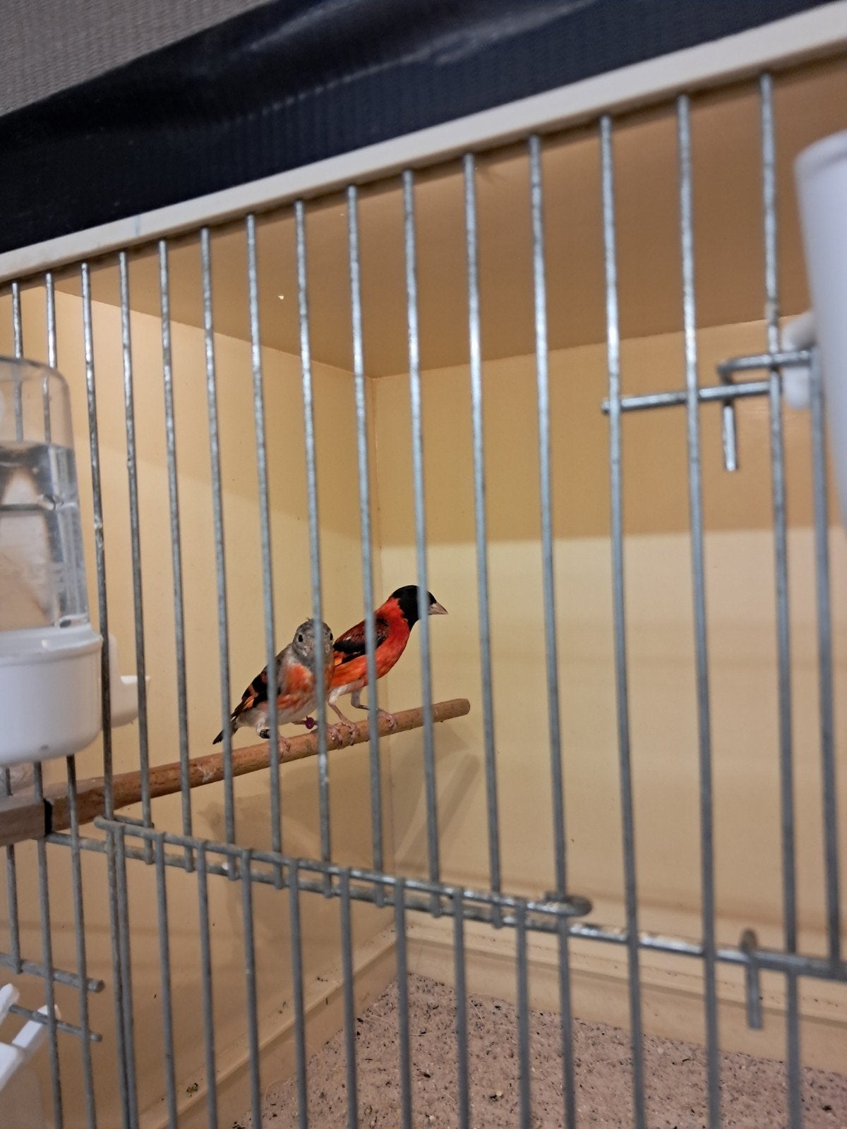 Kapoetsensijzen, Meerdere dieren, Geringd