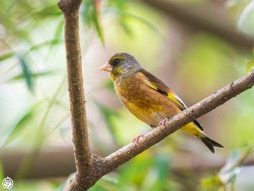 Chinese groenling, Mannelijk, Wildzangvogel, Tam