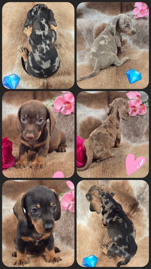 Teckeltjes dwerg korthaar puppies, Parvo, Reu, 8 tot 15 weken, Korthaar