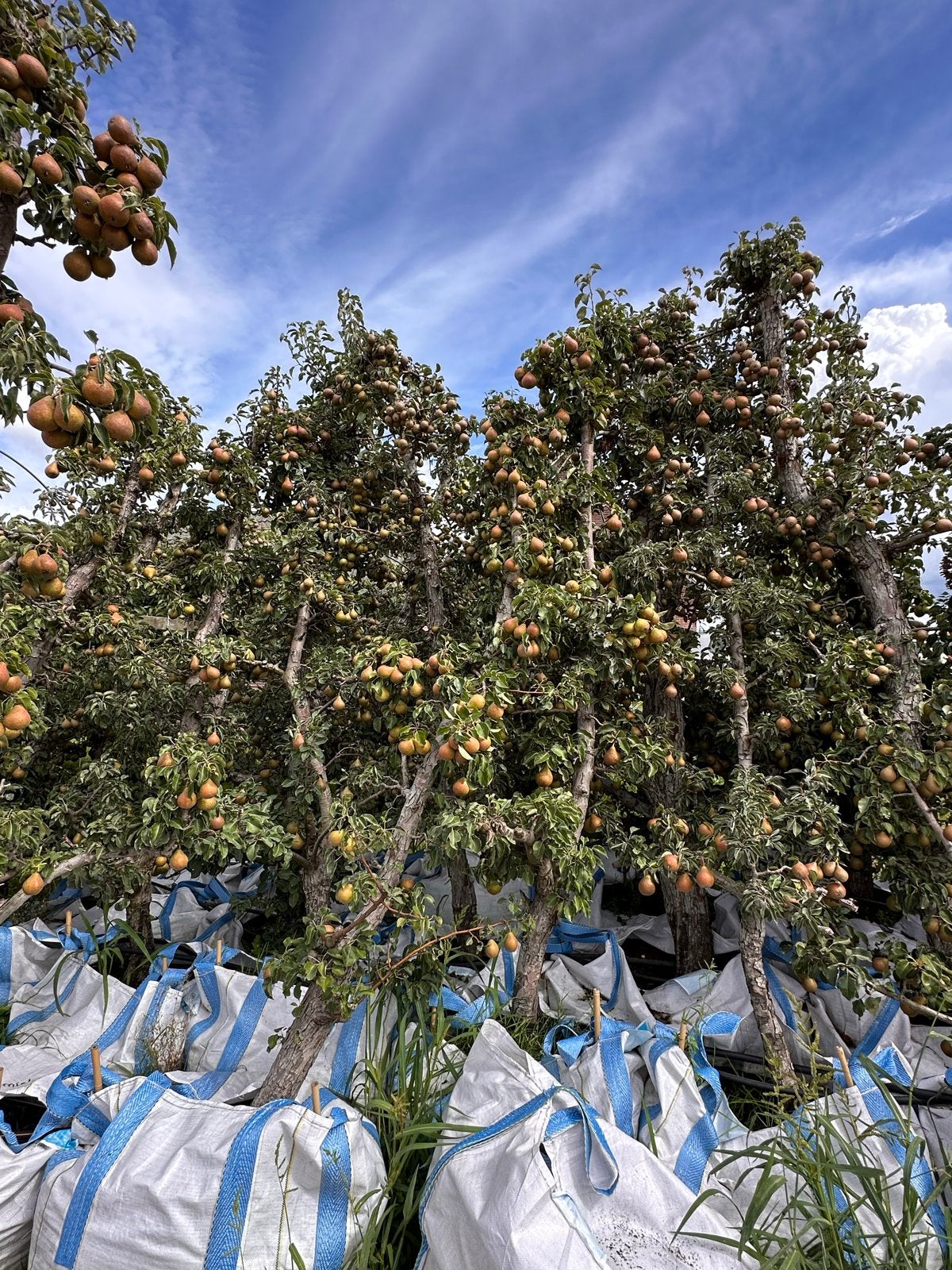 Perenbomen: Gieser Wildeman en Conference (20-45 jaar), Ophalen, Volle zon, Overige soorten, 250 tot 400 cm