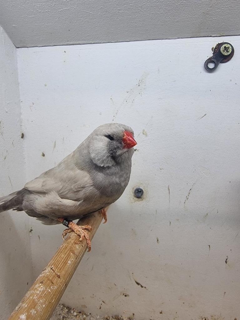 Te koop koppel charcoal Pastel van 2025, Dieren en Toebehoren, Vogels | Overige Vogels, Meerdere dieren