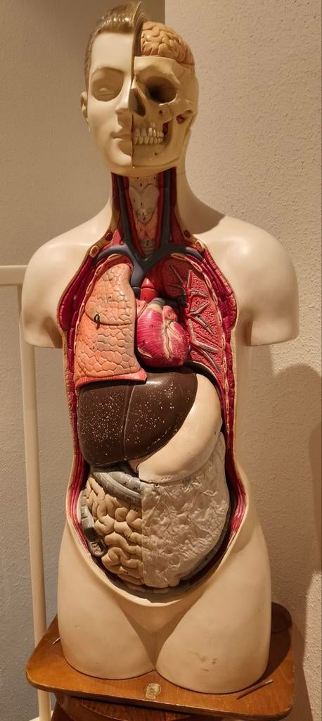 Vintage Anatomisch Model Menselijk Lichaam, Ophalen, Gebruikt