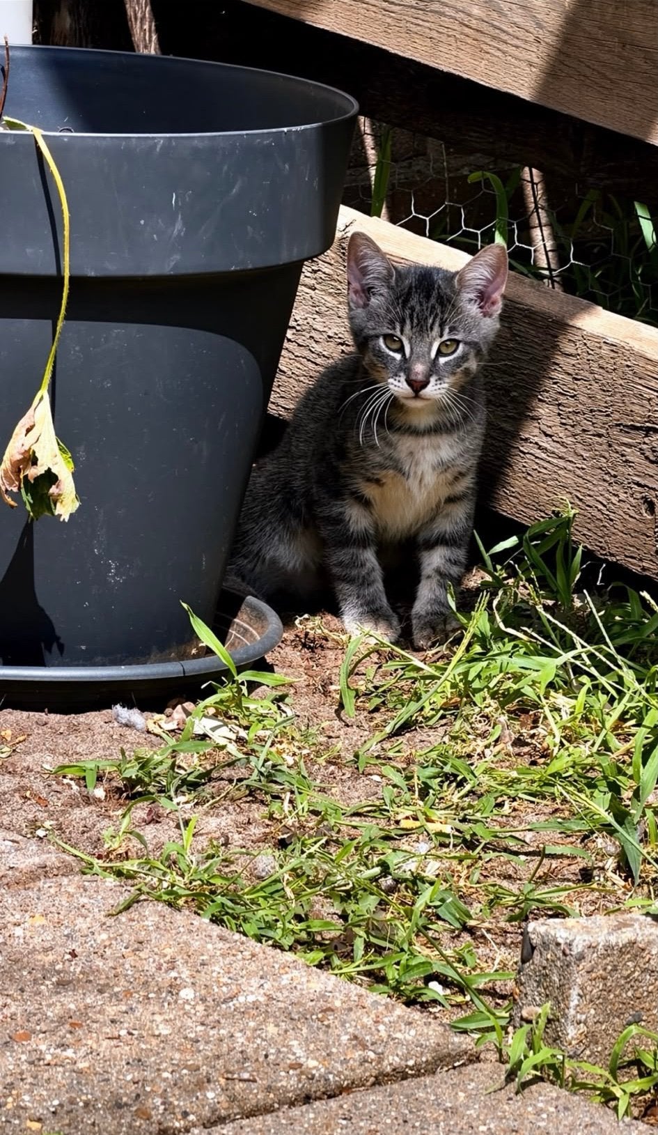 kitten te koop europesekorthaar, Dieren en Toebehoren, Poes