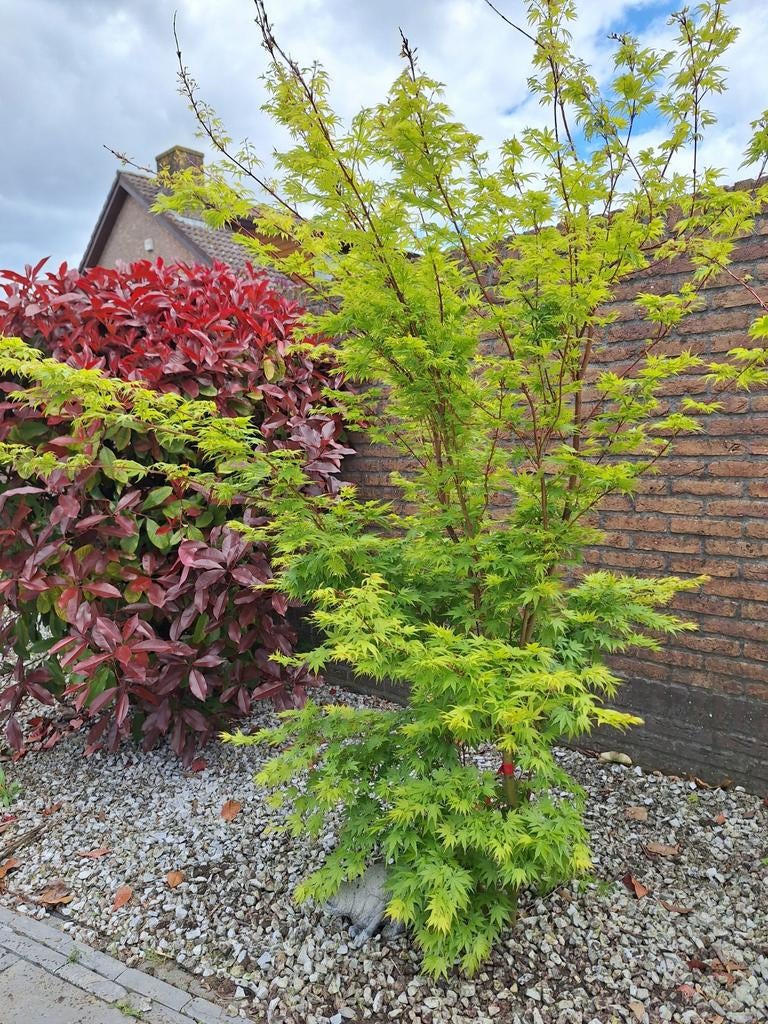 Acer Palmatum Sangokaku, japanse esdoorn, Ophalen, Bloeit niet, Halfschaduw, Overige soorten