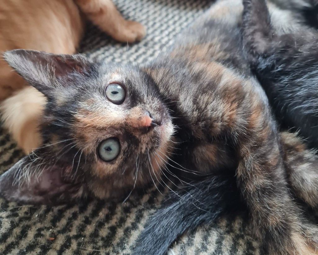 Lieve kittens, rode katertje en schildpad poesje, Meerdere dieren, 0 tot 2 jaar