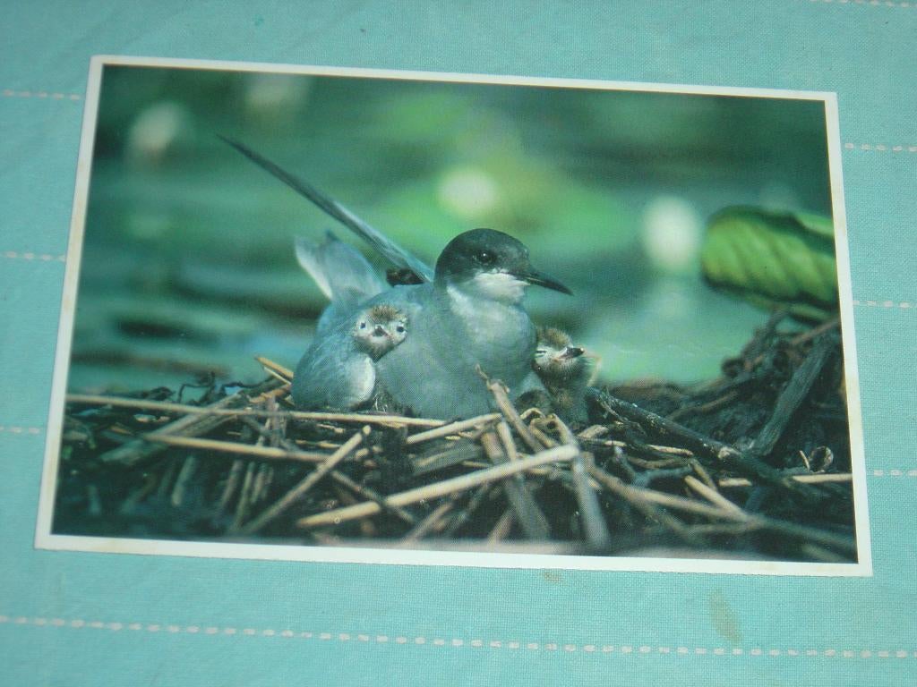 11) Kleuren ansichtkaart Zw. Stern net jong Vogels, Ophalen of Verzenden, 1980 tot heden, Gelopen, Vogel