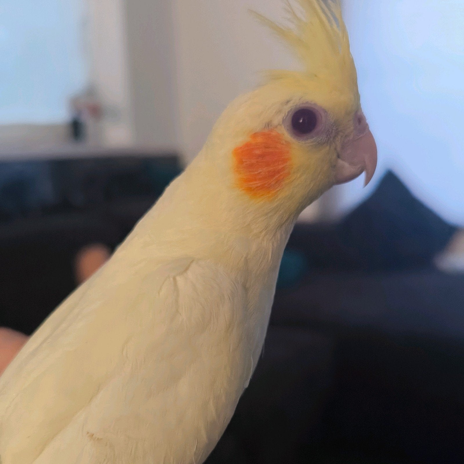 valkparkiet valkje tam lief, Dieren en Toebehoren, Geslacht onbekend, Parkiet, Tam