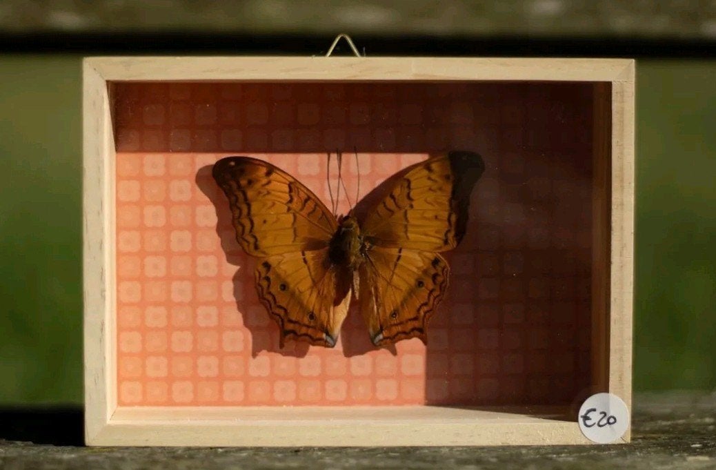 vlinder in lijst, Verzamelen, Ophalen of Verzenden, Nieuw, Insect, Opgezet dier