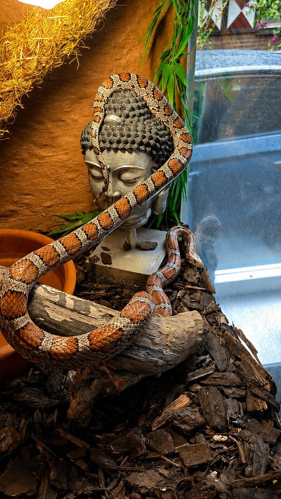 Rattenslang wildkleur: Man, incl terrarium Rat Snake - male for sale from Misha