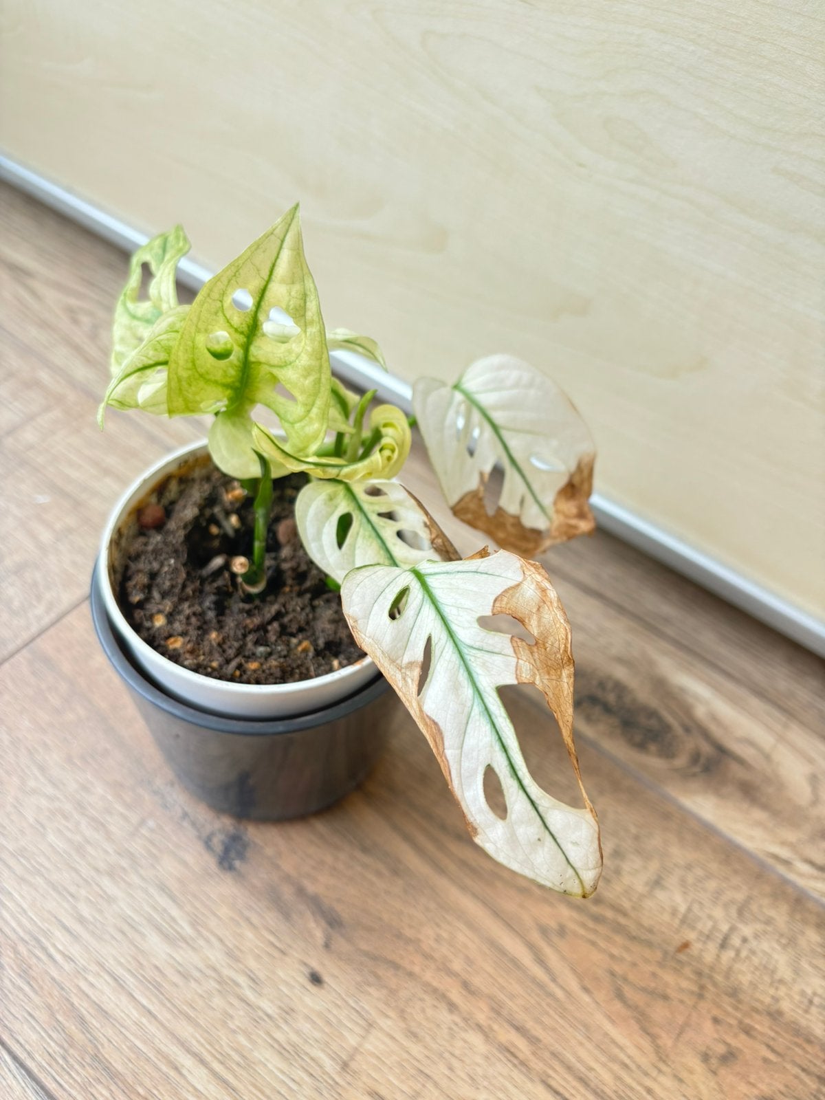 Monstera archipelag variegata, Huis en Inrichting, Kamerplanten, Ophalen of Verzenden, Halfschaduw, Minder dan 100 cm