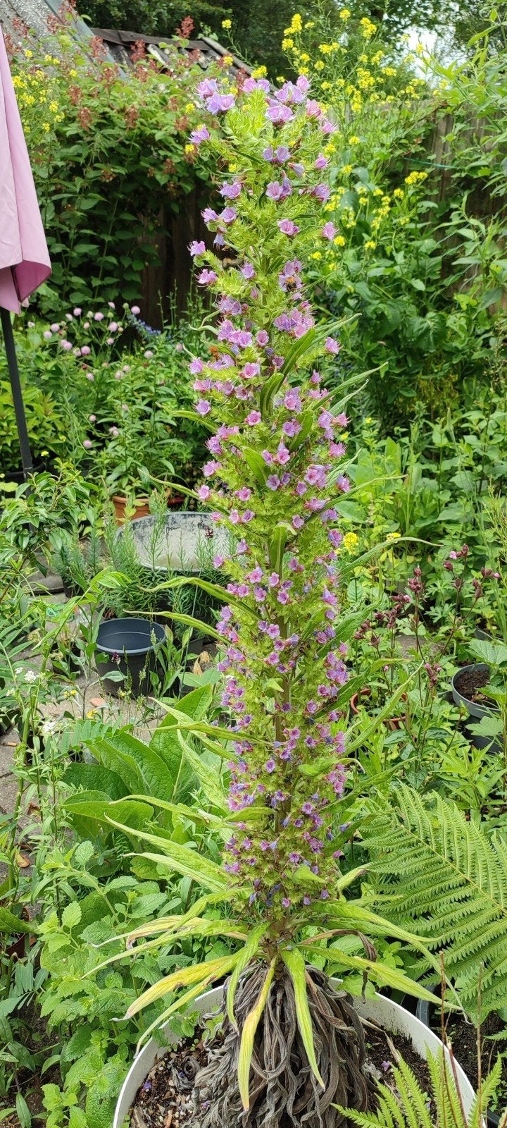 Echium pininana - Reuzenslangenkruid Zaailingen, Volle zon, Tweejarig, Zomer, Ophalen