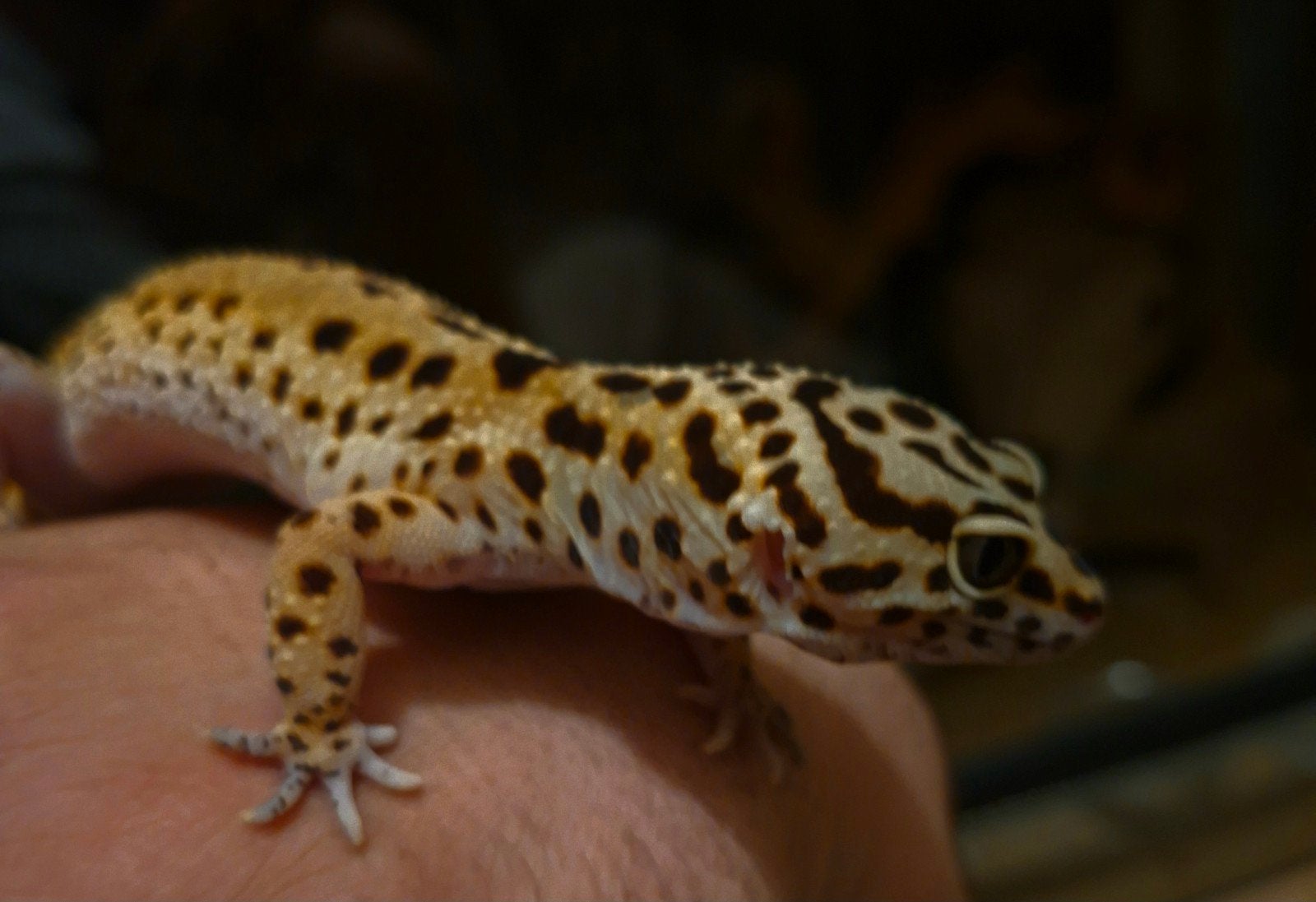 Luipaard gekko vrouwtje tekoop Leopard Gecko - female for sale from Bennie