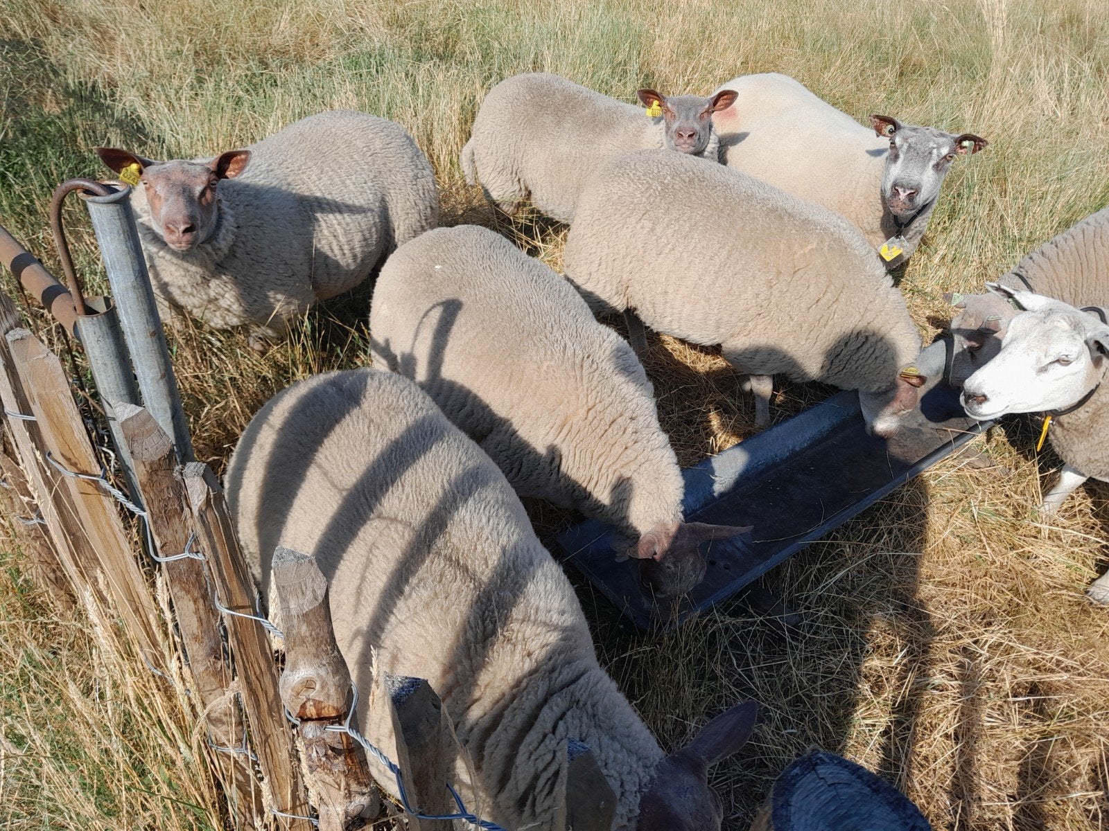 Rouge l'quest ram en ooilammeren van feb 2026, Dieren en Toebehoren, Mannelijk, Schaap