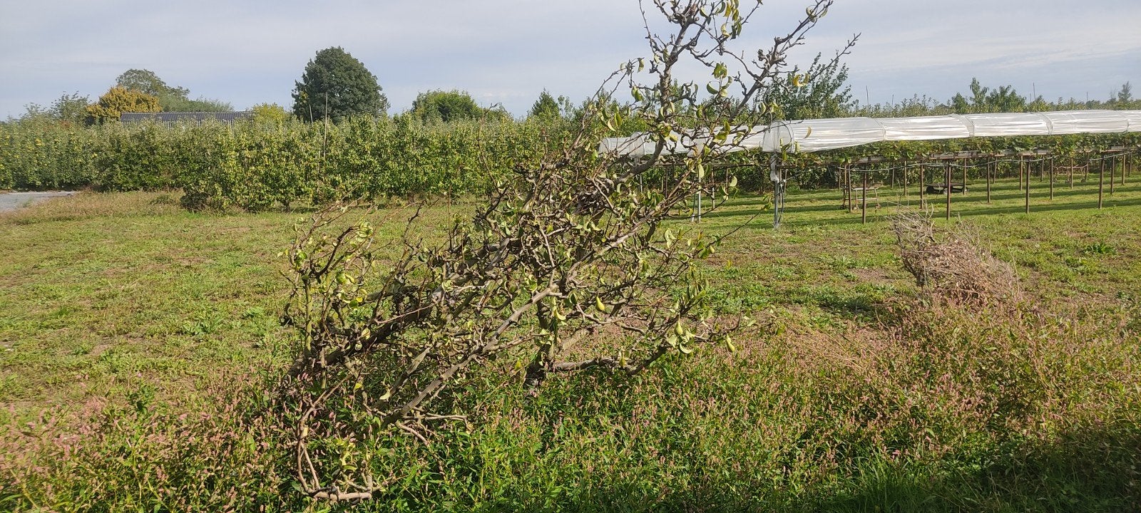Oude conference perenbomen, Ophalen, 100 tot 250 cm, Lente