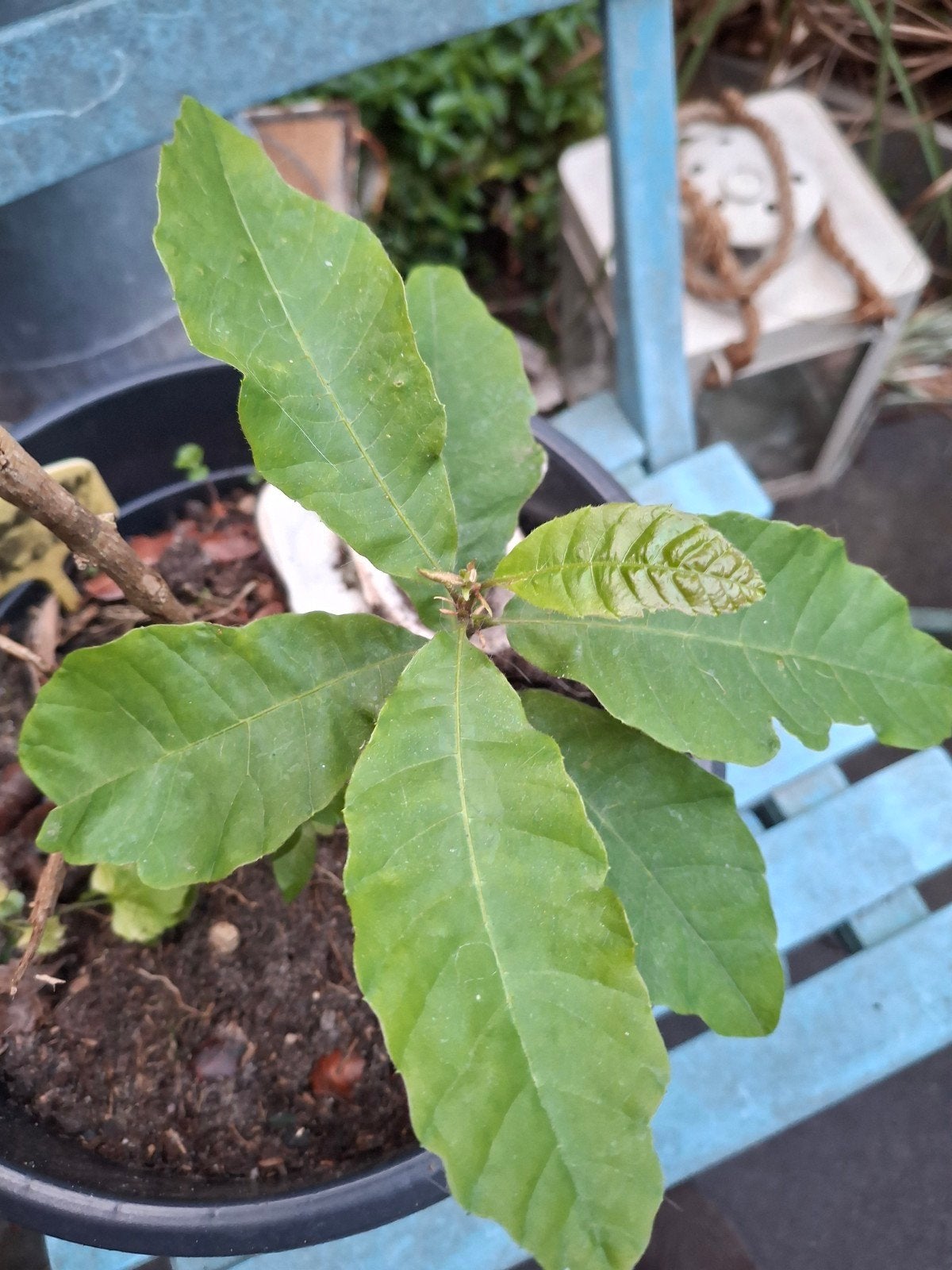 Uit de biologische moestuin: Tamme kastanje, stekken, Minder dan 100 cm, Overige soorten, Ophalen of Verzenden, Bloeit niet