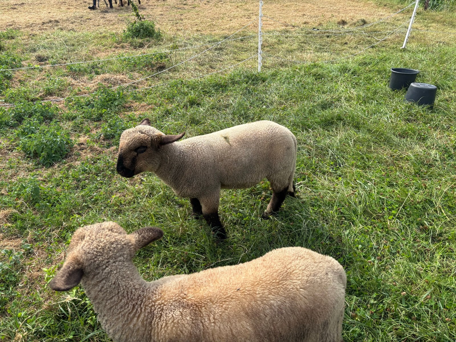 Hamshire down rammen, Mannelijk, Schaap