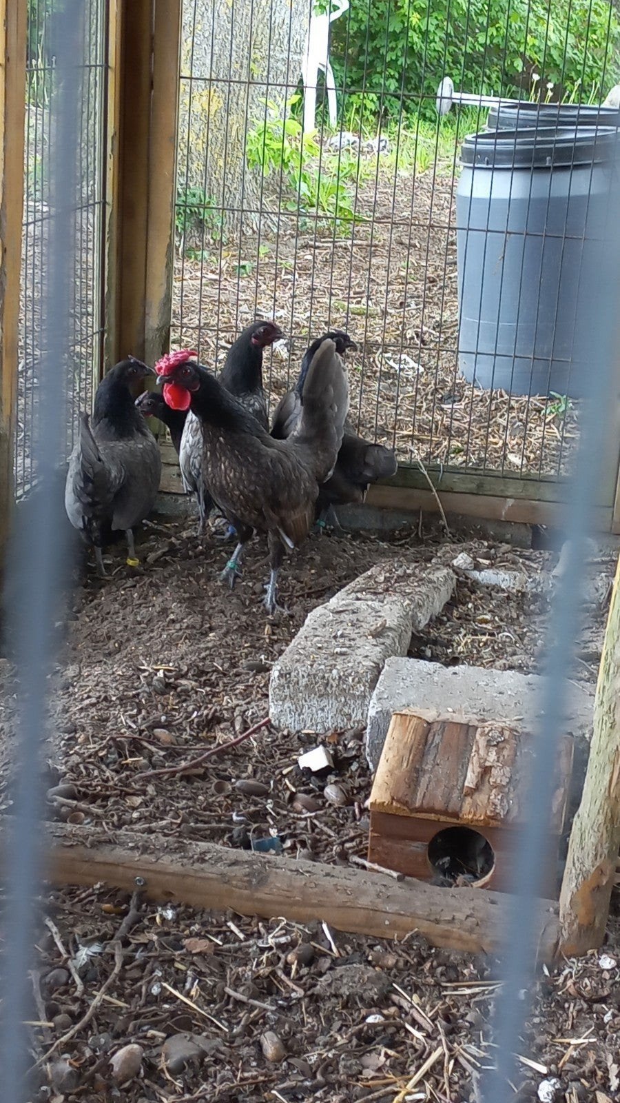 Sebright haan gezocht blauw, Dieren en Toebehoren, Mannelijk, Kip