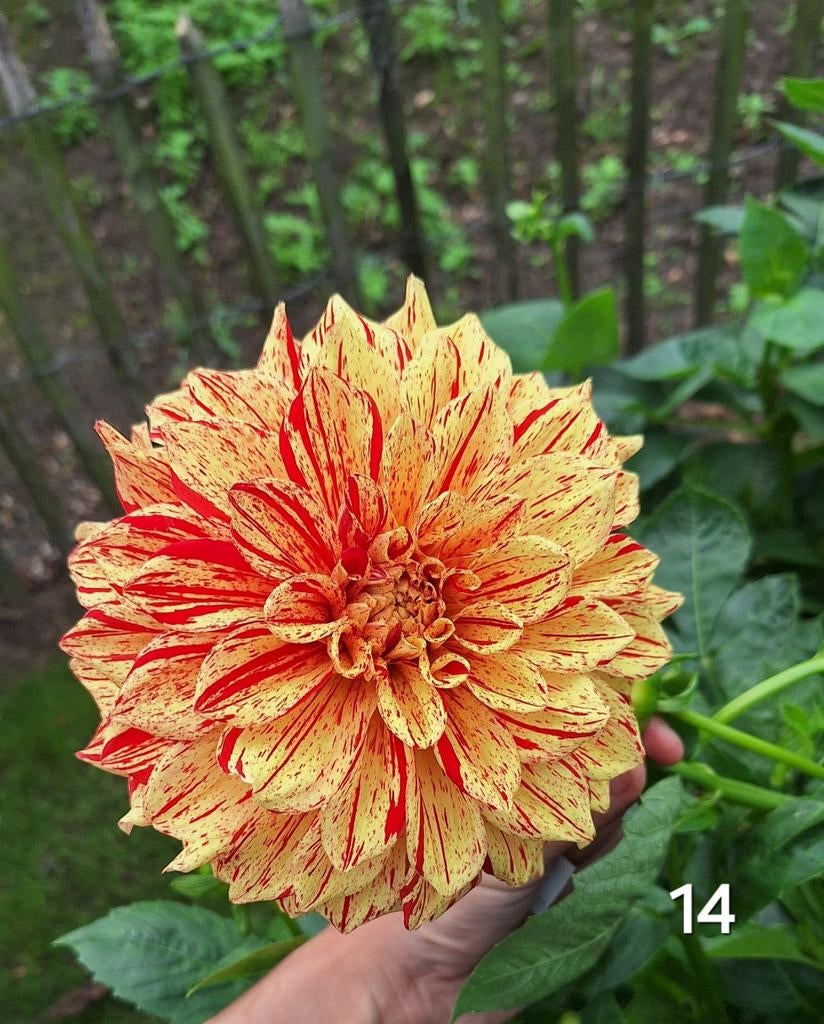 Dahlia, Ophalen, Volle zon, Knol