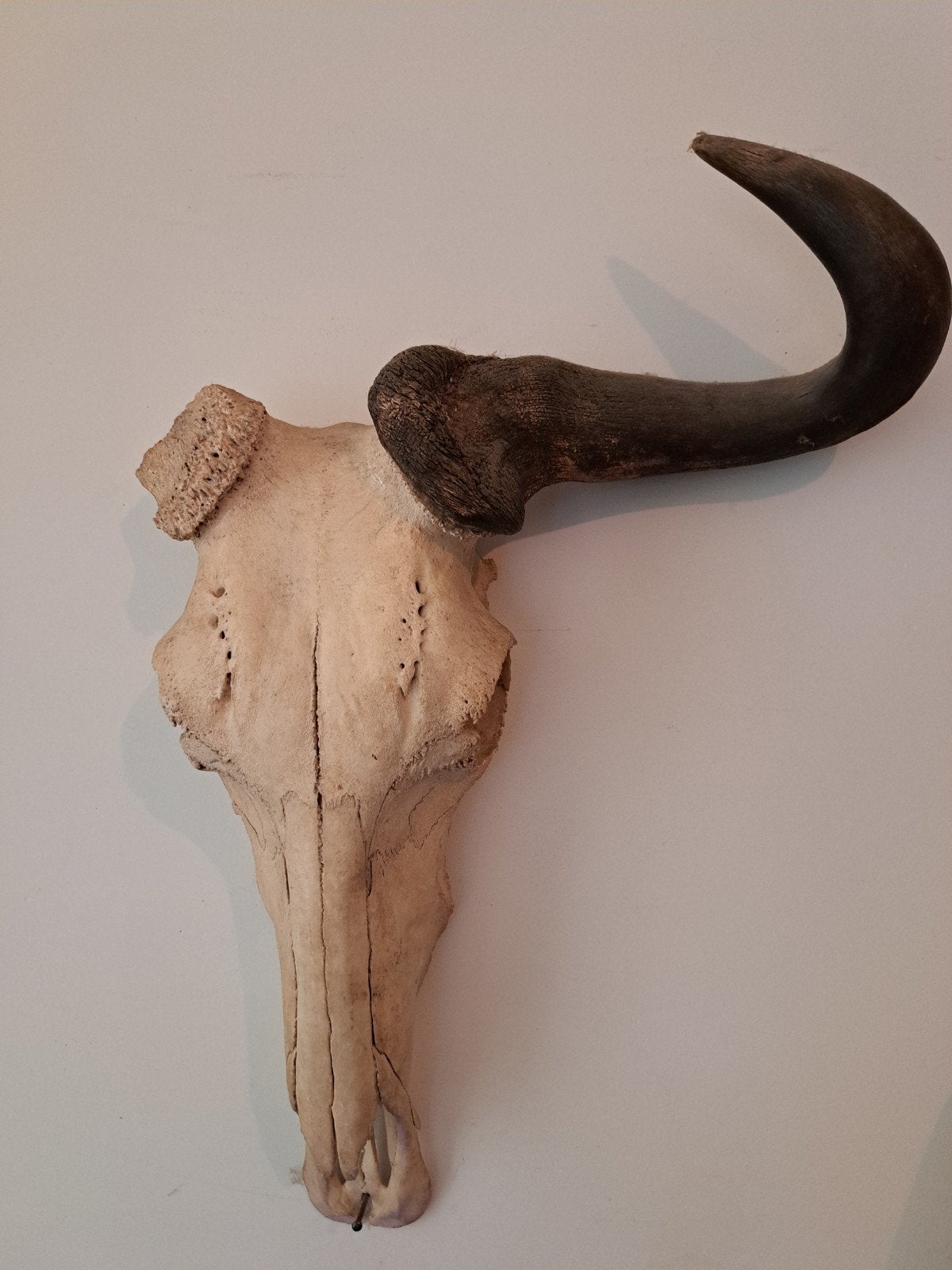 unieke gnoe schedel en een koeienhoorn beiden in 1 koop, Ophalen