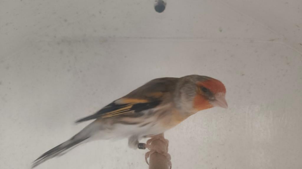 Bastaard majoor  putter forse vogel met putterzang, Mannelijk, Wildzangvogel