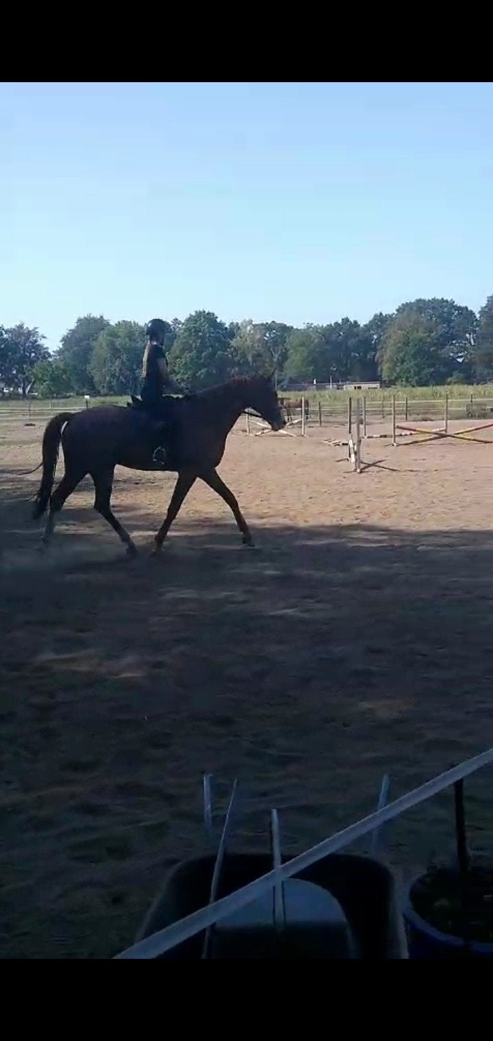 verzorgpony gezocht, Ophalen of Verzenden, Nieuw