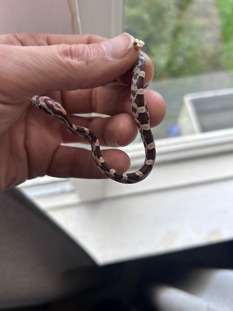 Rattenslangen zomer 2026 Rat Snake photo 6