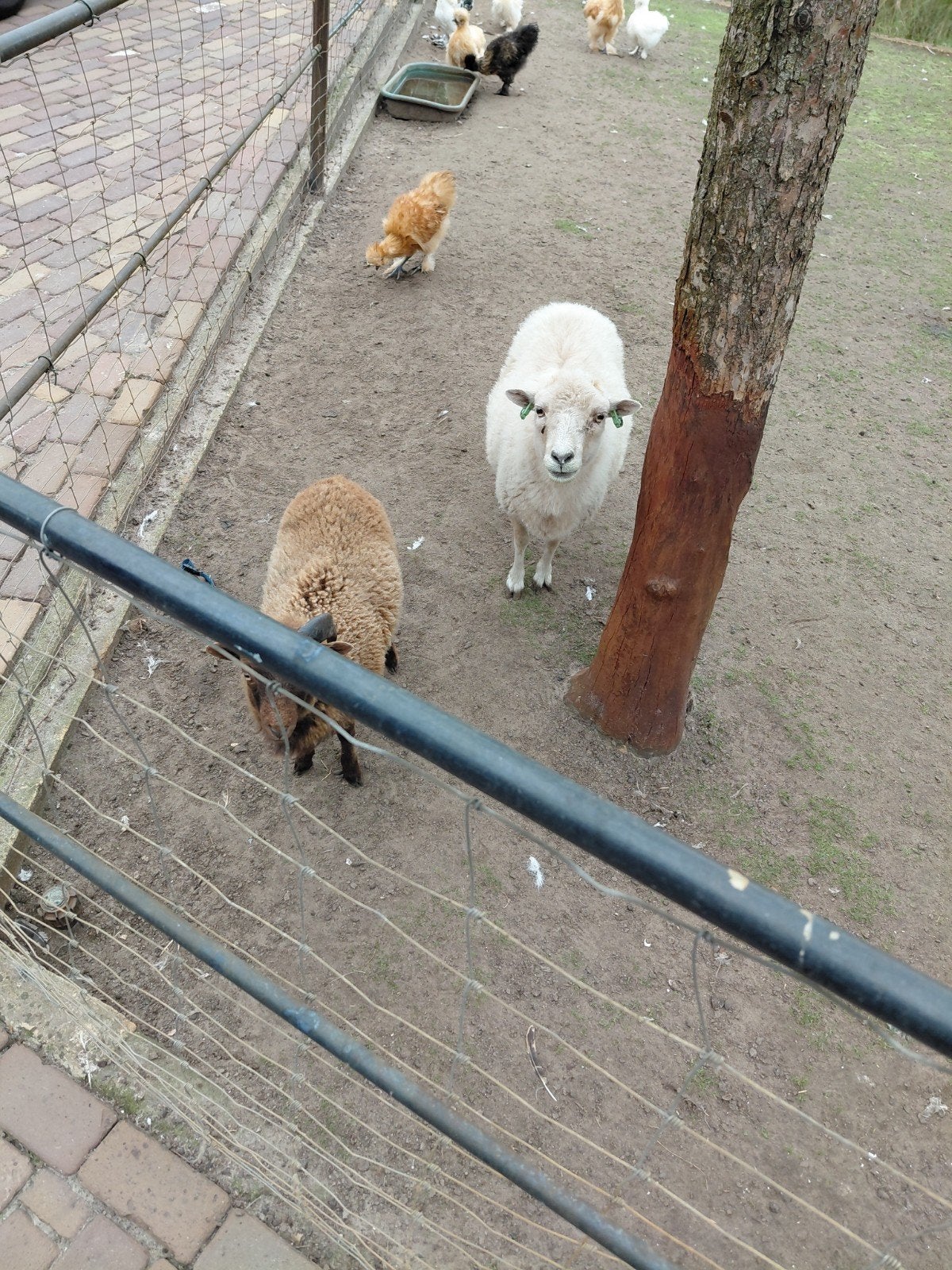 Oussant koppel, Dieren en Toebehoren, Meerdere dieren, Schaap