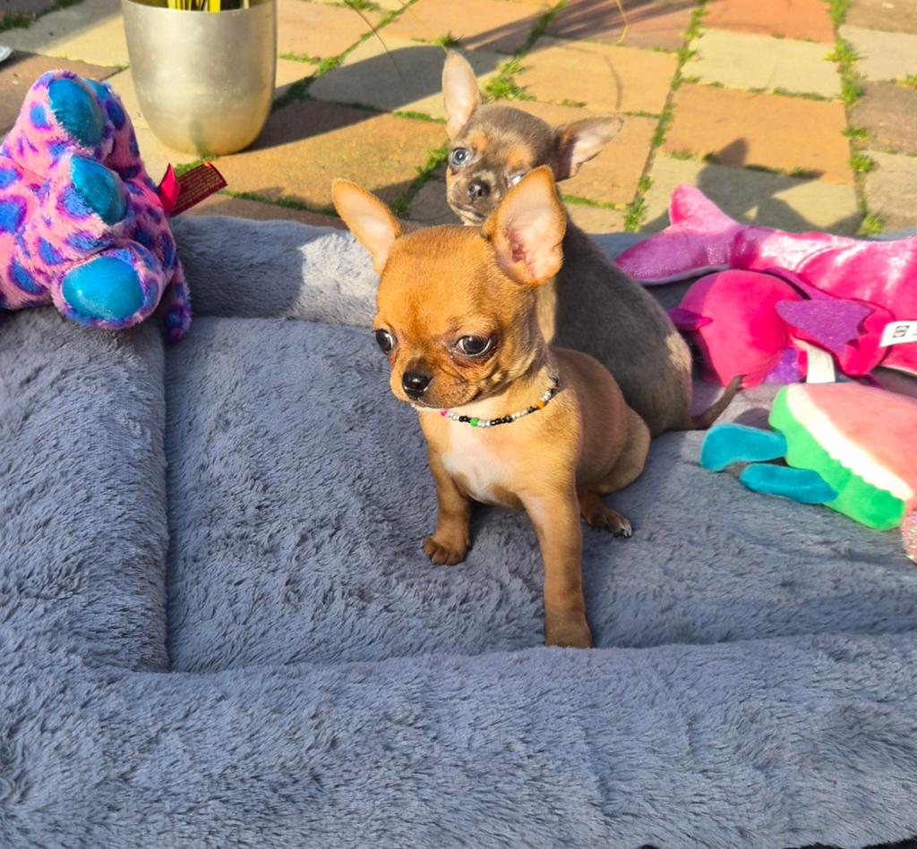 2 super leuke en mooie kleine chihuahua puppies, Dieren en Toebehoren, Honden | Chihuahua's en Gezelschapshonden, Parvo, 8 tot 15 weken