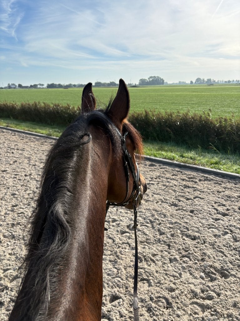 Bijrijder gezocht voor lieve ruin, Dieren en Toebehoren, Ophalen, Nieuw, Dressuur