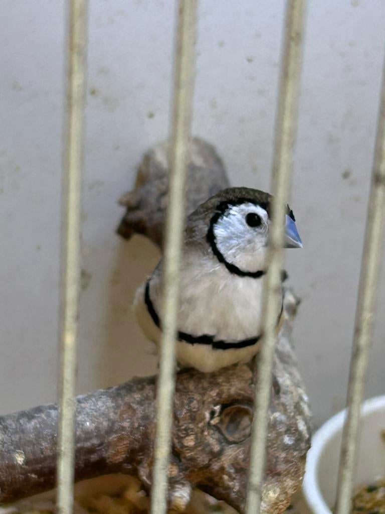 Bichenow man 01/2026, Dieren en Toebehoren, Vogels | Overige Vogels, Mannelijk, Tropenvogel