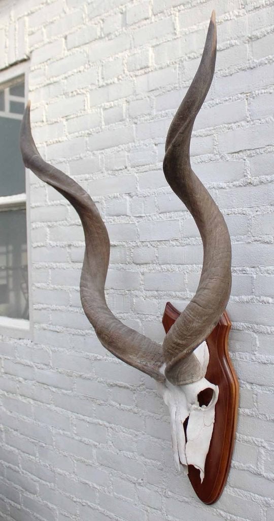 Grote Kudu schedel met hoorns op schild, Ophalen of Verzenden, Gebruikt, Wild dier, Gewei of Kop