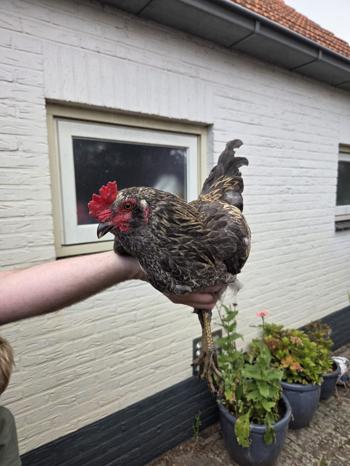 Gratis 3 jonge kleurleggers hanen, Dieren en Toebehoren, Mannelijk, Kip