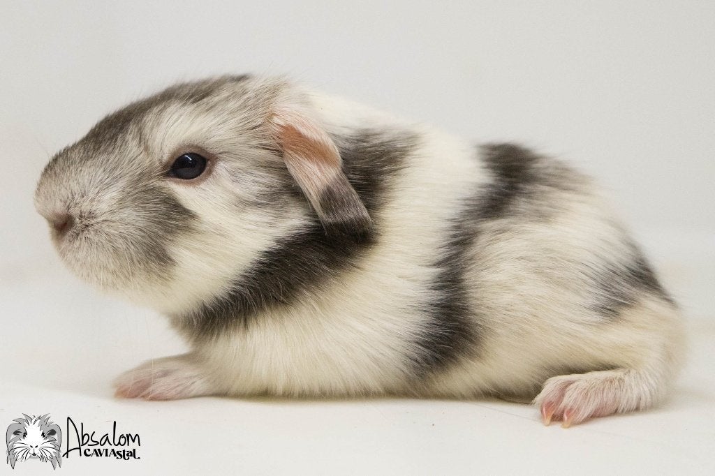 Choco zilvervos wit california choco? coronet cavia, Dieren en Toebehoren, Cavia, Mannelijk, Mei, Tam