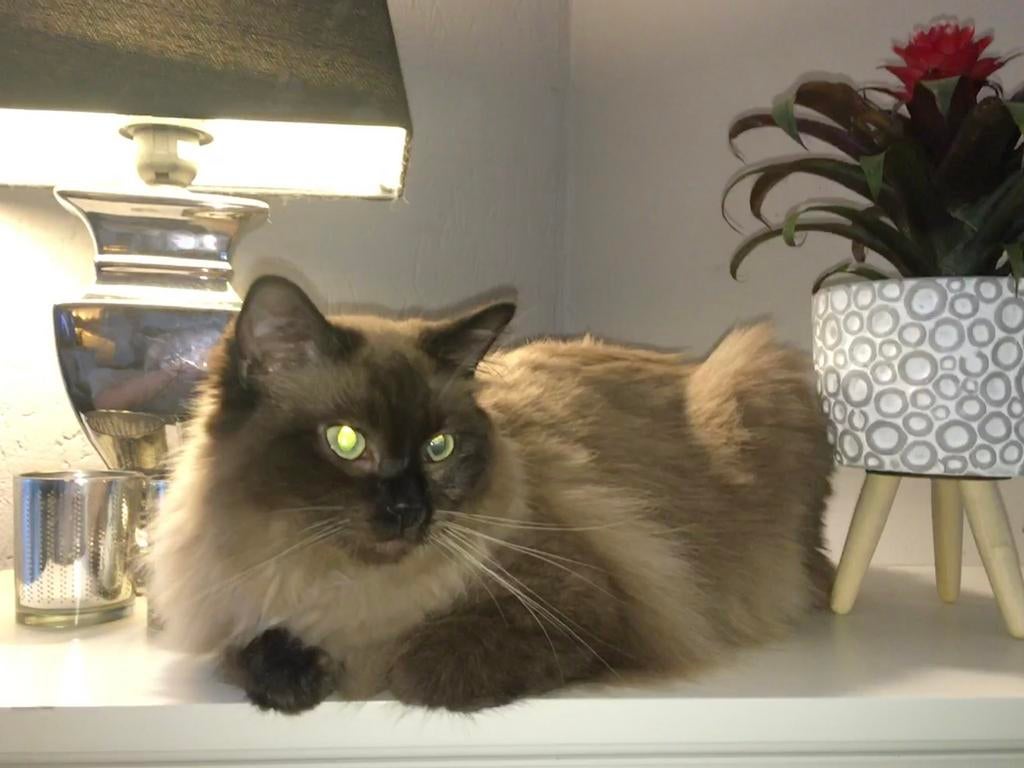 Ragdoll poes, Dieren en Toebehoren, Katten en Kittens | Raskatten | Langhaar, Poes