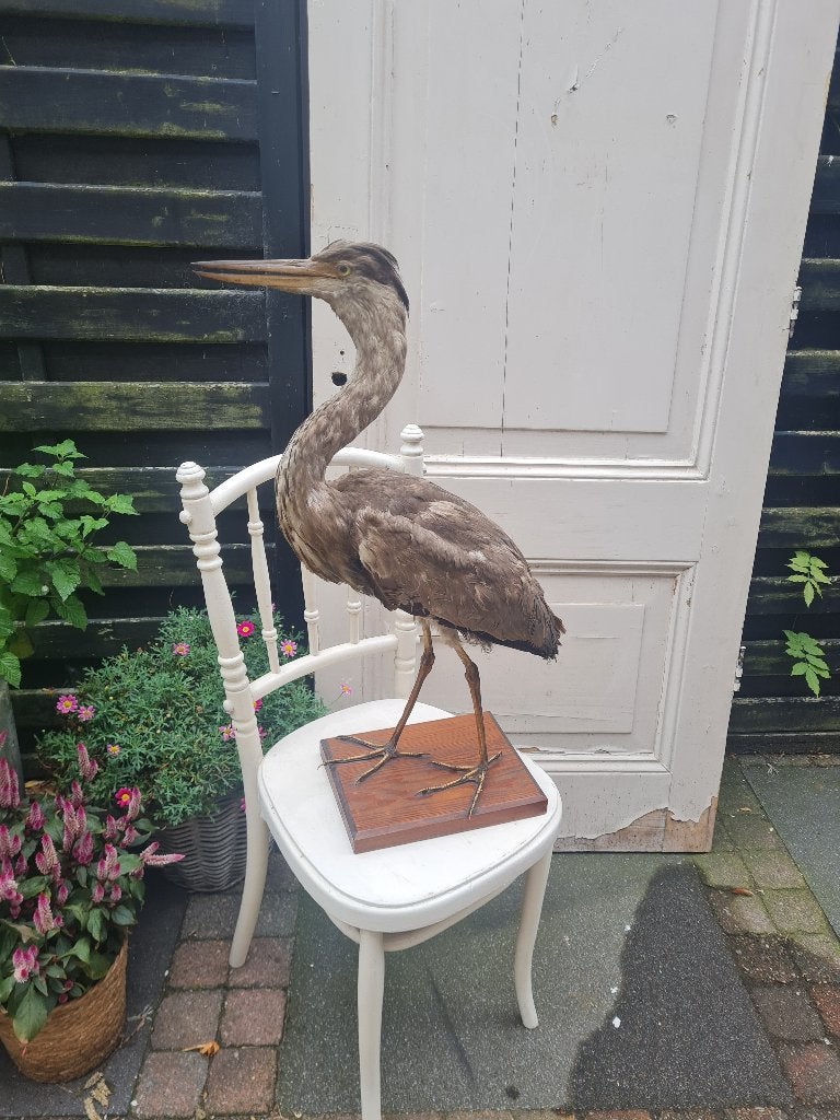 Opgezette reiger in goede staat