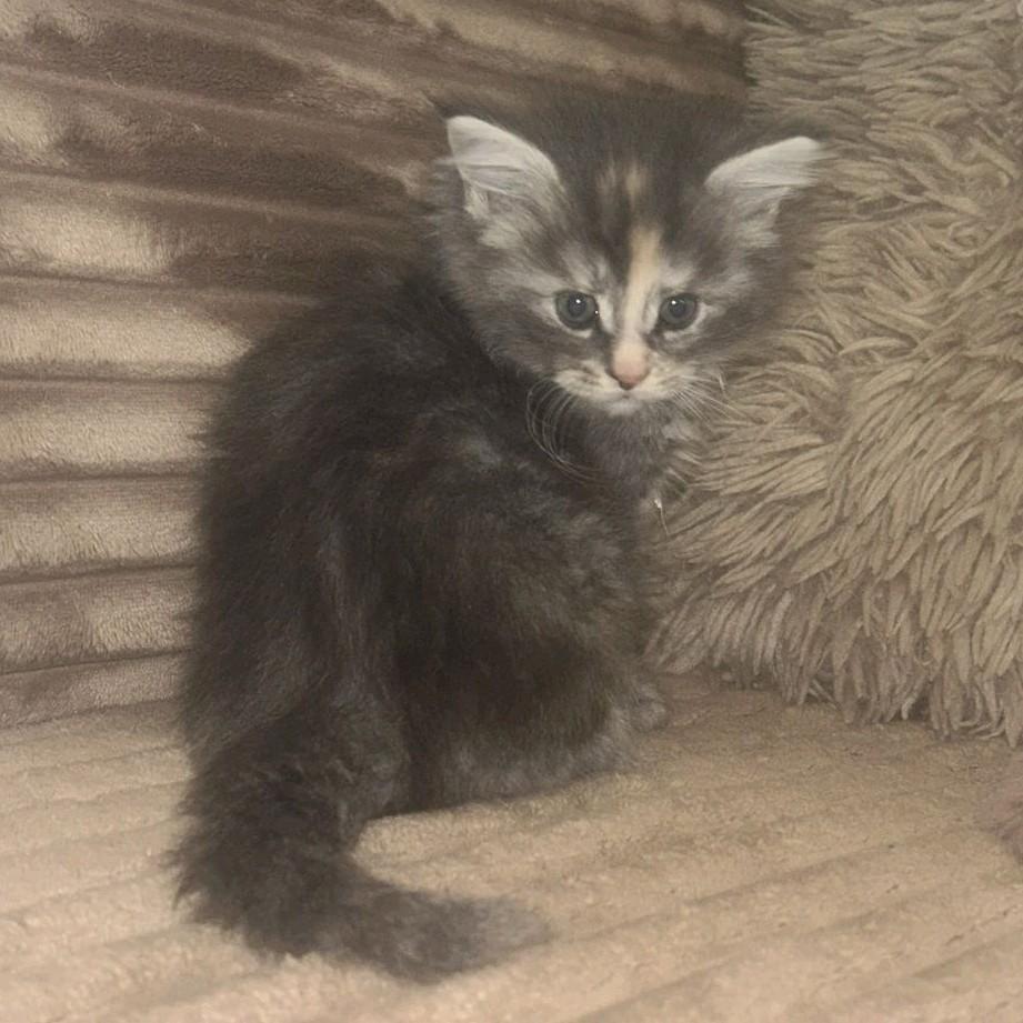 Mooie Mainecoon kittens, Dieren en Toebehoren, Katten en Kittens | Raskatten | Langhaar, Meerdere dieren, Gechipt, 0 tot 2 jaar