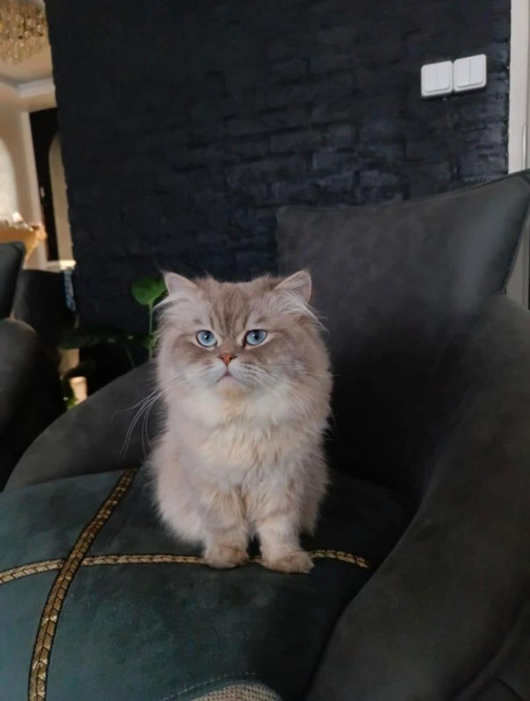 6 kittens te koop