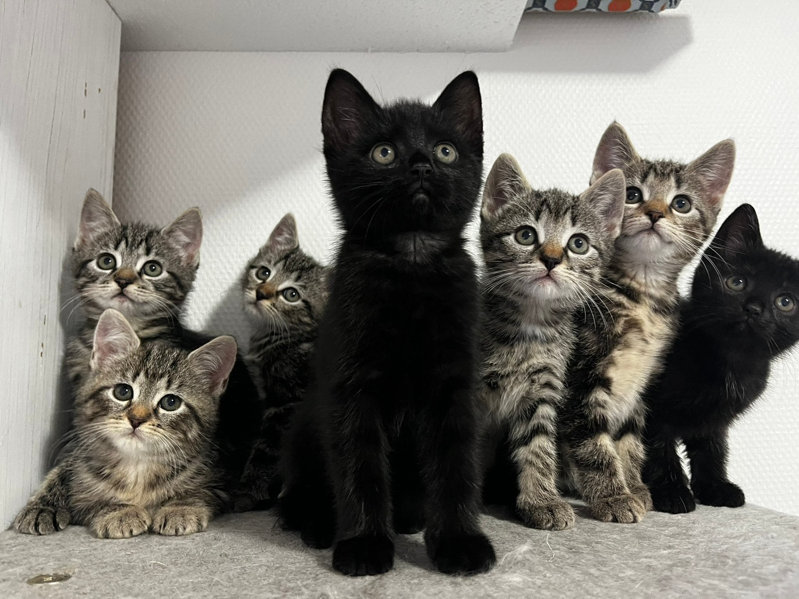 Kittens te koop, Meerdere dieren, Kortharig, 0 tot 2 jaar
