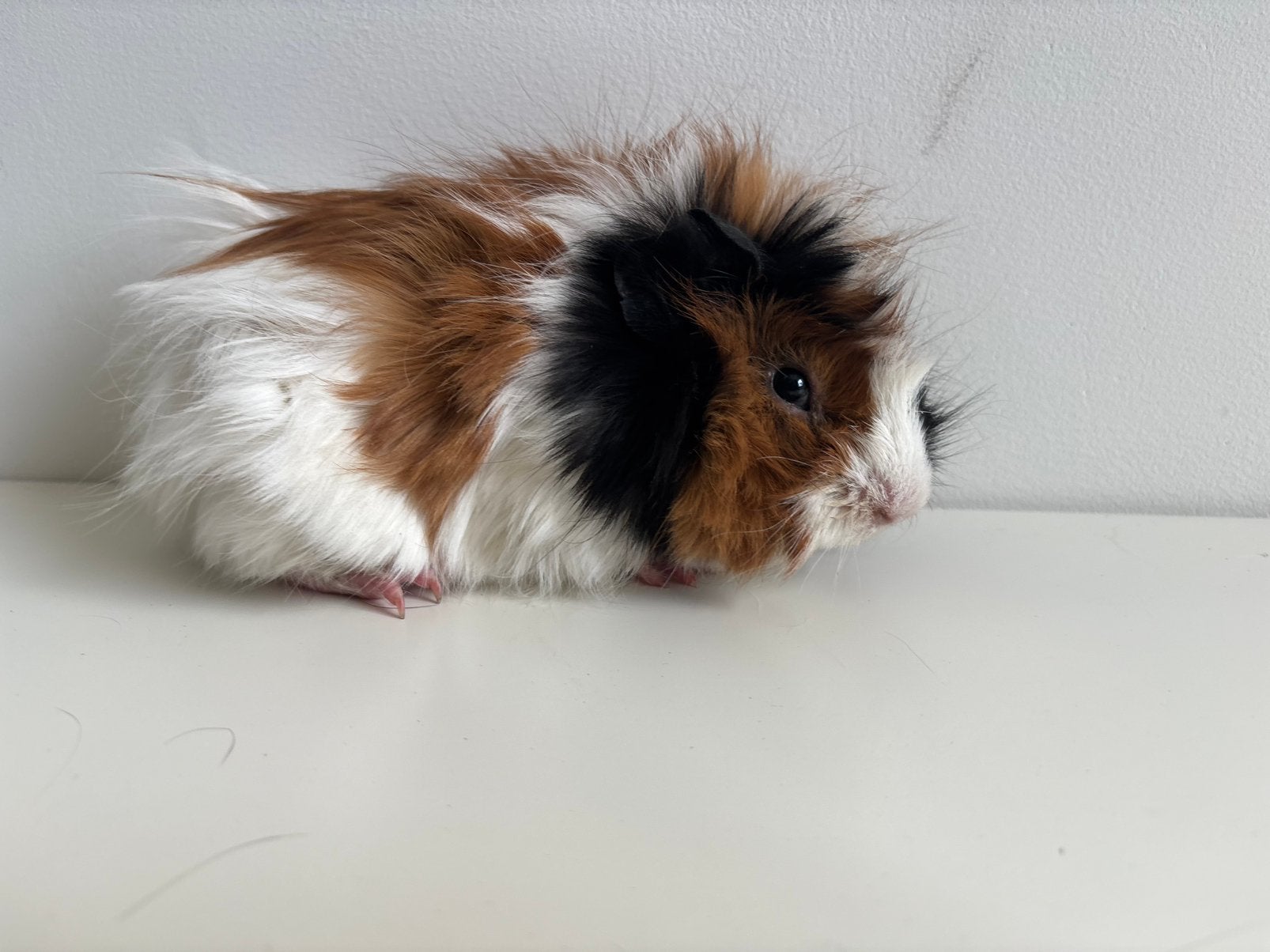 Driekleurige cavia beer (5 maanden), Januari, Mannelijk, Cavia