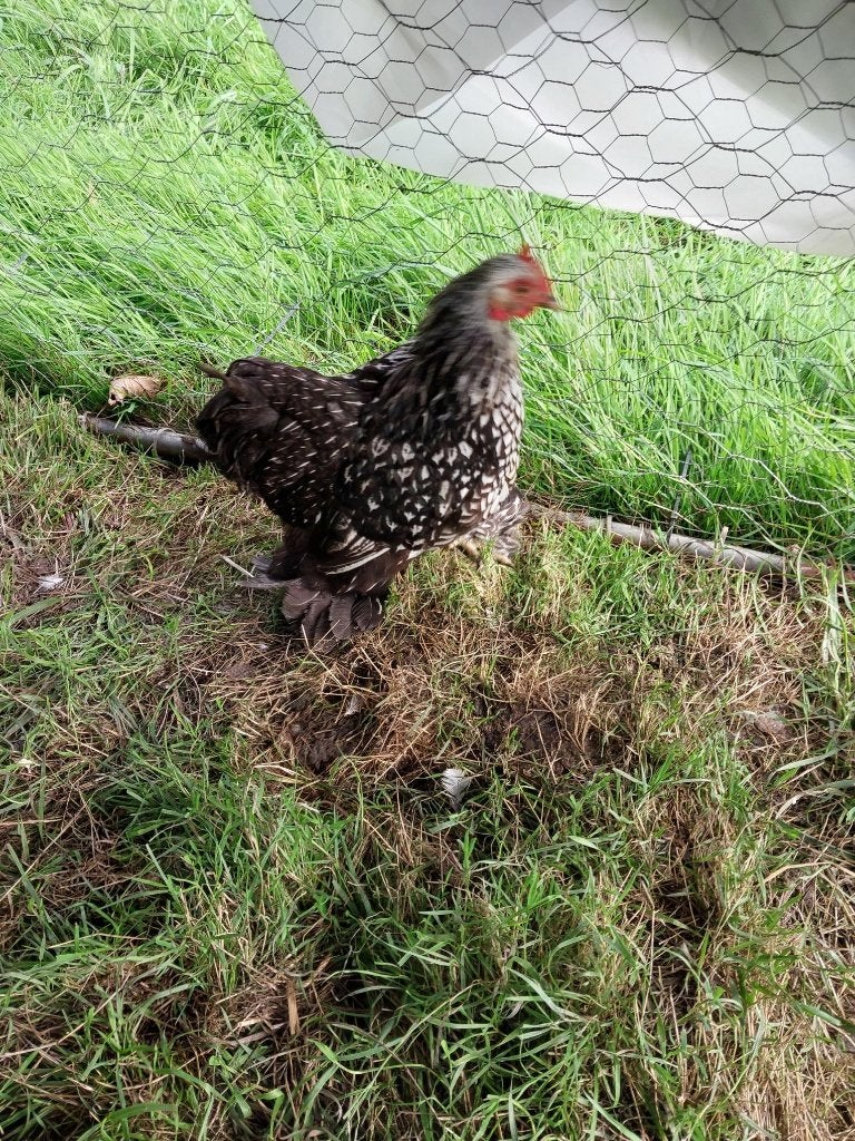 Cochin kriel, Dieren en Toebehoren, Vrouwelijk, Kip