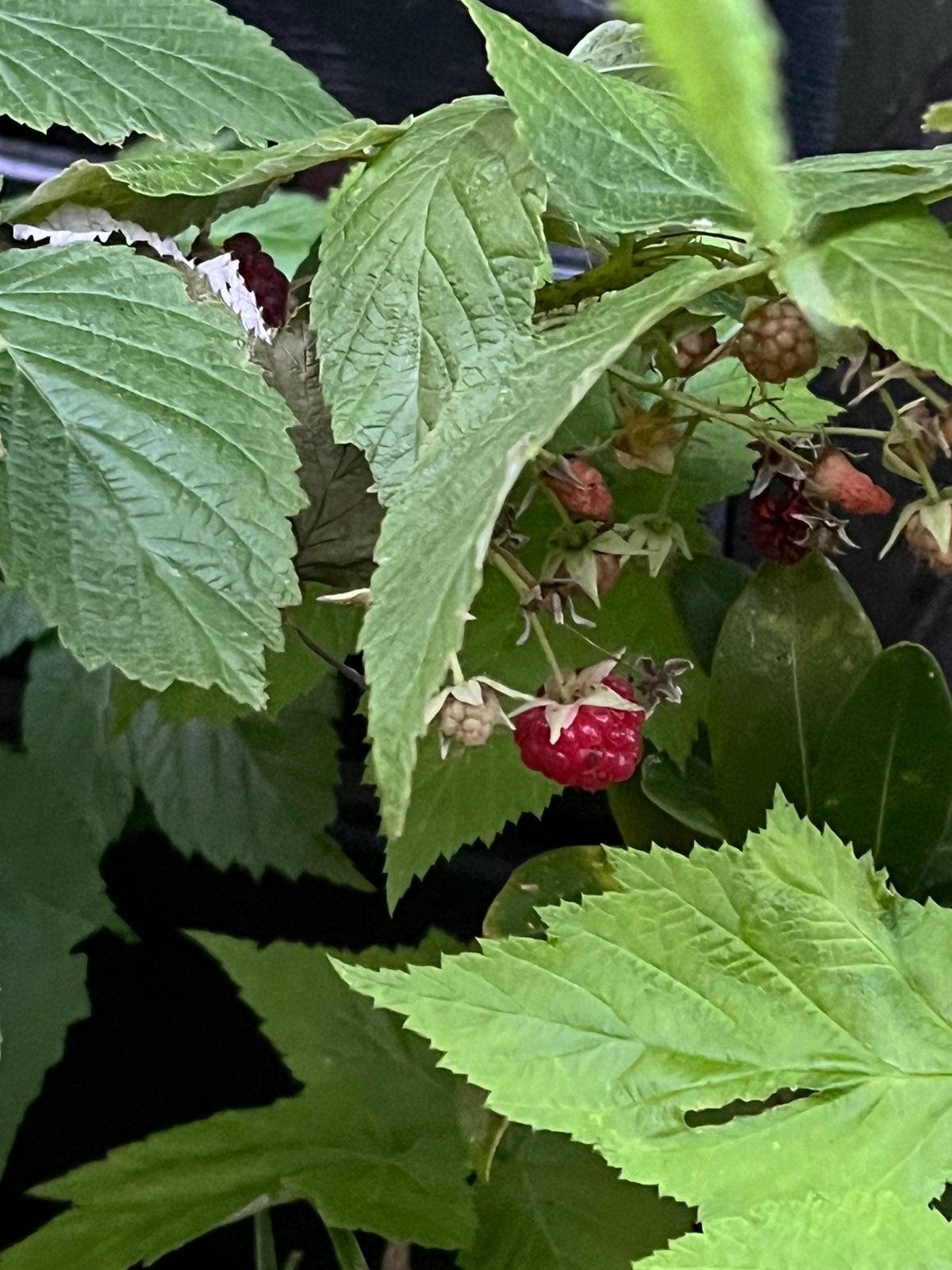 Biologische herfstframboos, Ophalen, Minder dan 100 cm, Overige soorten, Zomer