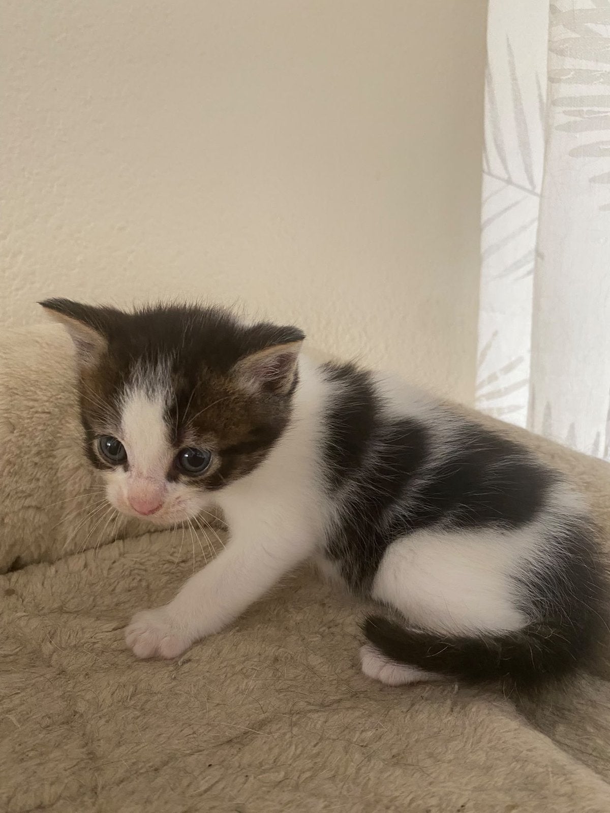 Halve maine coons te reserveren, Meerdere dieren, Kortharig, 0 tot 2 jaar