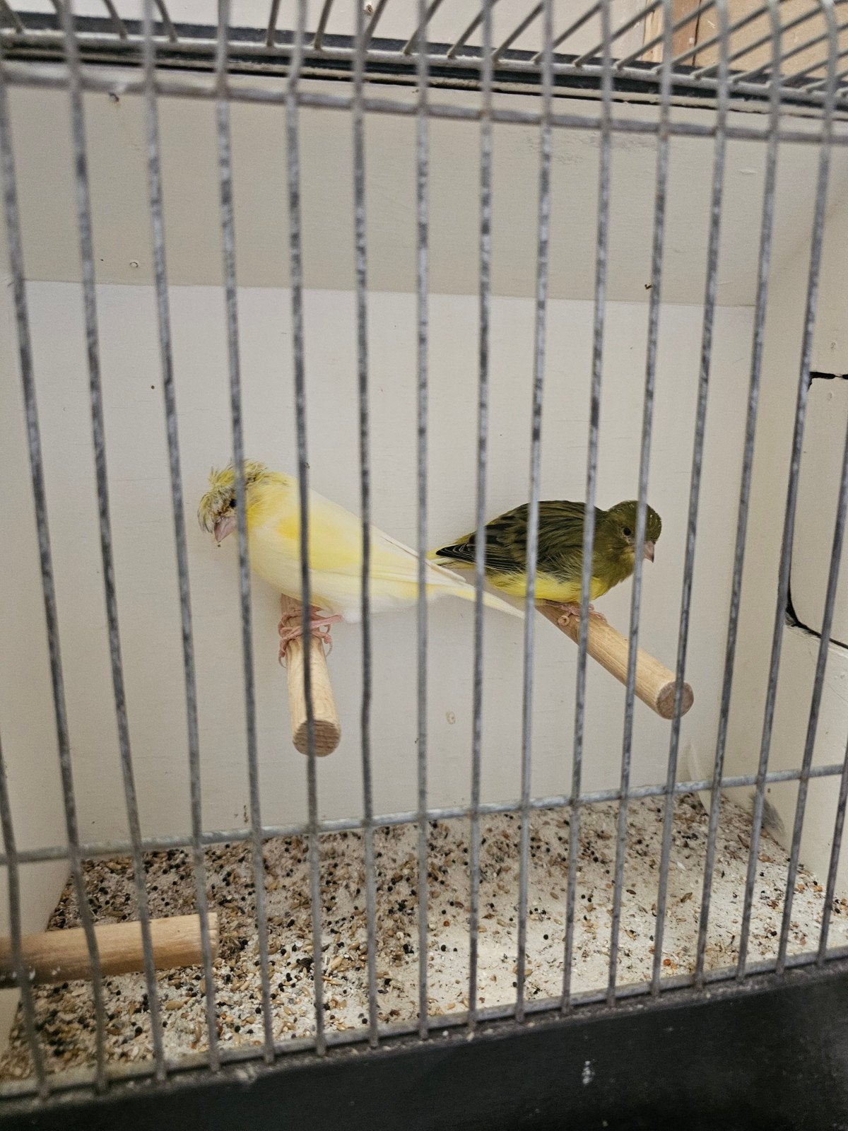 kanaries, Dieren en Toebehoren, Meerdere dieren, Kleurkanarie