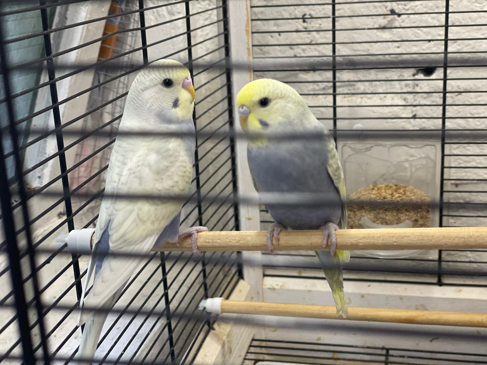 Een paartje agaporniden, waarvan één tam., Dieren en Toebehoren, Vogels | Kanaries, Meerdere dieren