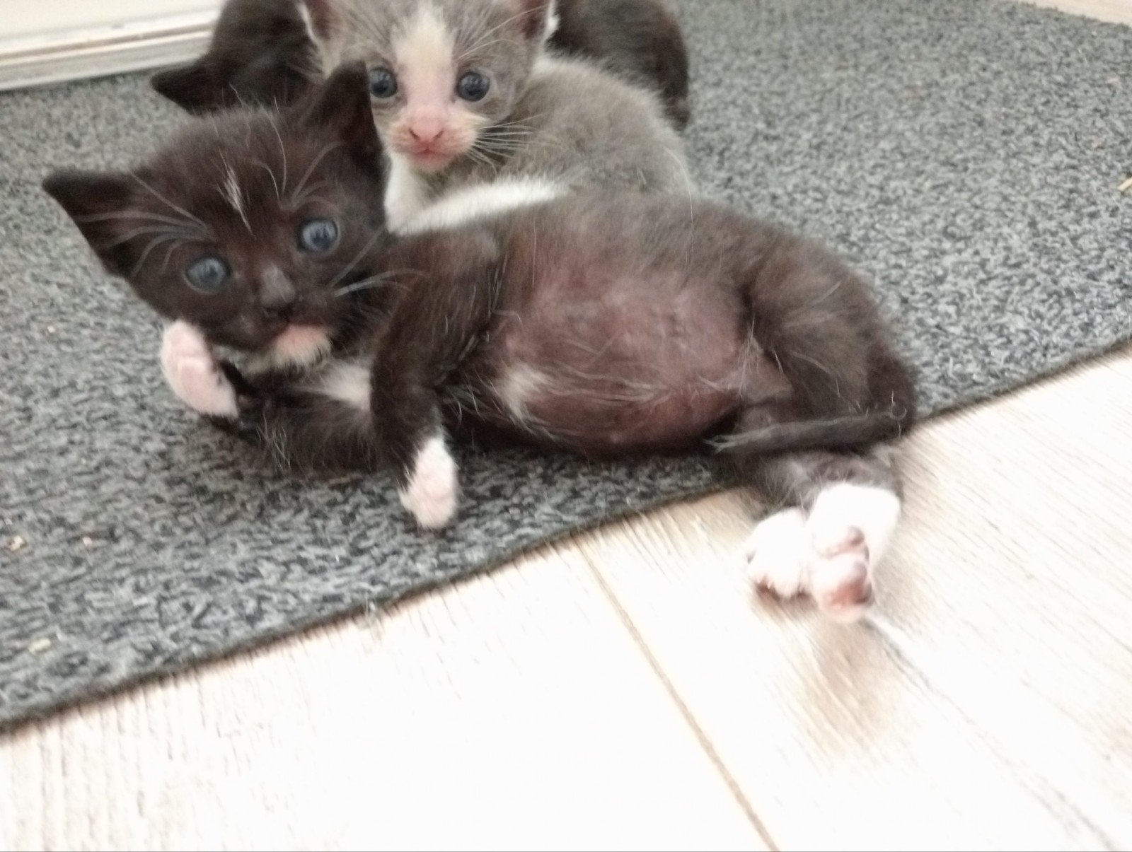 Foto 17 van z.s.m. weg nog 1. Leuke unieke kittens vn Siamese moederpoes
