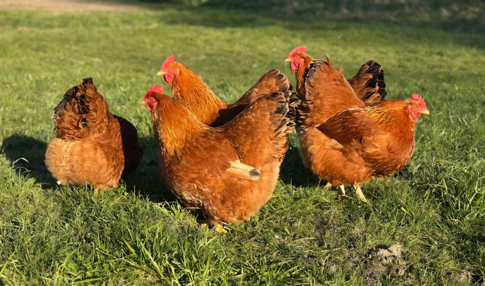 Broed eieren   New Hamshire kippen, Dieren en Toebehoren, Pluimvee, Kip, Geslacht onbekend