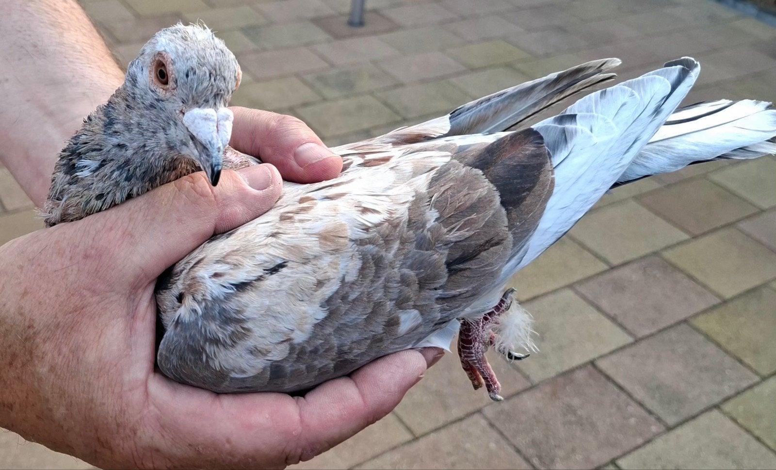 Kleurpostduiven almond met kite, Meerdere dieren, Postduif